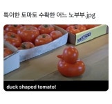 특이한 토마토 - 뽐뿌:유머/감동 특이한 토마토