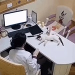 야옹이 상대해주는 수의사 - 뽐뿌:자유게시판 야옹이 상대해주는 수의사