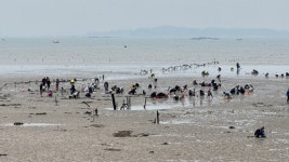 조개 잡으러 . - 뽐뿌:자유갤러리 조개 잡으러 .