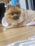 이쁜 강아지 보고가세요~~ - 뽐뿌:자유게시판 이쁜 강아지 보고가세요~~