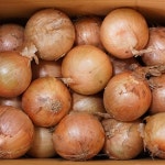 [우체국쇼핑] 햇양파 5kg (5,840/무료) - 뽐뿌:뽐뿌게시판 [우체국쇼핑] 햇양파 5kg (5,840/무료)