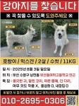 부산 수영구 남천동 강아지를 찾습니다 - 뽐뿌:자유게시판 부산 수영구 남천동 강아지를 찾습니다