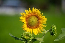 25-08-19 장끼와 해바라기 - 뽐뿌:등산포럼 25-08-19 장끼와 해바라기