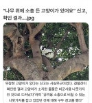 나무 위에 소총 든 고양이가 있어요.jpg - 뽐뿌:자유게시판 나무 위에 소총 든 고양이가 있어요.jpg