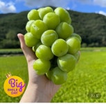 [지마켓] 샤인머스켓 4kg 4-5수 (14,310원/무료) - 뽐뿌:뽐뿌게시판 [지마켓] 샤인머스켓 4kg 4-5수 (14,310원/무료)