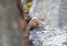 25-11-12 영축산의 단풍과 다람쥐 - 뽐뿌:등산포럼 25-11-12 영축산의 단풍과 다람쥐