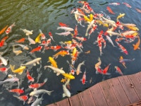 잉어 모이주기 - 뽐뿌:자유갤러리 잉어 모이주기