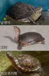 거북이, 자라, 남생이 구분 가능한가요 jpg - 뽐뿌:자유게시판 거북이, 자라, 남생이 구분 가능한가요 jpg