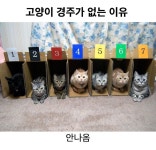 고양이 달리기 경주가 없는 이유 ㅋㅋ jpg - 뽐뿌:자유게시판 고양이 달리기 경주가 없는 이유 ㅋㅋ jpg
