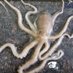 [우체국쇼핑] 벌교 산낙지 뻘낙지 세발낙지 5마리 중도매인 100번 직판장 5마리(25,110/배송비무료) - 뽐뿌:뽐뿌게시판 [우체국쇼핑] 벌교... 