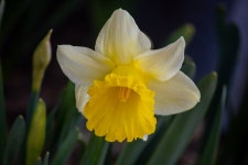 26-02-19 수선화의 개화 - 뽐뿌:등산포럼 26-02-19 수선화의 개화