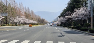 창원대로 벚꽃 - 뽐뿌:자유게시판 창원대로 벚꽃
