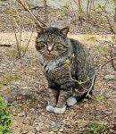 세파에 찌든 고양이 - 뽐뿌:자유갤러리 세파에 찌든 고양이