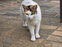 궁디 빵실 공원 노숙냥이.jpg - 뽐뿌:자유게시판 궁디 빵실 공원 노숙냥이.jpg