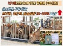 임실군, 저지종으로 임실N치즈 명품화 가속 - 뽐뿌:뉴스게시판 임실군, 저지종으로 임실N치즈 명품화 가속