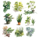 [박소란의시읽는마음] 식물 - 뽐뿌:뉴스게시판 [박소란의시읽는마음] 식물