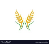 Agriculture wheat Royalty Free Vector Image - VectorStock Agriculture wheat vector image on VectorStock