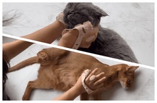 [브러쉬] 멍이냥이 교감하며 빗질하자! 그루밍 털제거 브러시 목욕부터 털관리까지