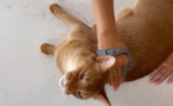 멍이냥이 교감하며 빗질하자! [그루밍 털제거 브러시] 목욕부터 털관리까지
