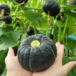 [밤호박] 해남 햇 보우짱 미니밤호박 1kg