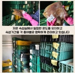 [별미증정] 목포 흑산도 홍어 500g+회초장, 1kg 이상 구매시 홍어