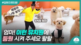 현직 원장이 추천하는ㅣ좋은 강아지 유치원 고르는 방법 - 곰TV 현직 원장이 추천하는ㅣ좋은 강아지 유치원 고르는 방법  - 곰TV
