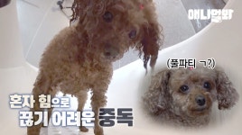 여기 혼자만의 화장실 풀파티에 중독된 푸들이 있습니다.ㅣWhat Should I Do With A Dog Throwing A Pool Party In The Bathtub? - 곰TV