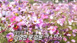 누룽지와 함께여서 더 좋은 장작구이 통닭★ - 곰TV