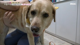 반려동물 백세시대, 고령 전문 수의사 - 곰TV