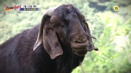 연 매출 3억! ‘억’소리 나는 보어염소_코리아헌터 6회 예고 - 곰TV