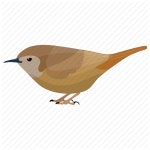 Birds by Vectors Market