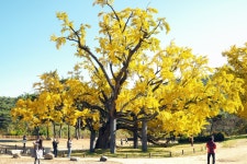 도동서원 은행나무 - 뽐뿌:자유갤러리 도동서원 은행나무