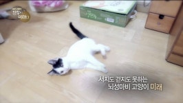 동물농장 고양이녀 관련영상 - 뽐뿌:자유게시판 동물농장 고양이녀 관련영상