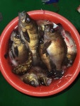 밤낚시 해서 볼락 좀 잡았습니다. - 뽐뿌:낚시포럼  밤낚시 해서 볼락 좀 잡았습니다.