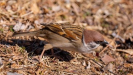 공원의 참새를 아주 가까이 찍었습니다. - 뽐뿌:동식물포럼 공원의 참새를 아주 가까이 찍었습니다.