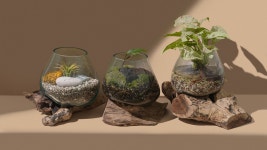 루트글라스와 나만의 테라리움 DIY로 일상에 초록 싱그러움을 더하자