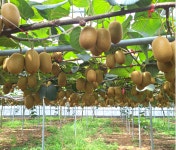 [달콤함의 끝판왕] 찐맛 키위맛을 원하신다면 국내산 망고키위를 만나보세요
