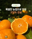 1286%앵콜ㅣ초고당도 스테비아 감귤, 올해도 제주의 달콤함을 맛보세요