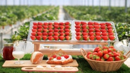 [당도보장100%] 자연에서 온 프리미엄 고당도 설향딸기