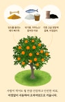 [설선물] 300일, 나무에서 찐-하게 익은 달콤 과즙 팡! 리얼 한라봉 by 베리베리 싱글 [by비플]