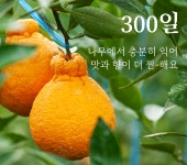 [설선물] 300일, 나무에서 찐-하게 익은 달콤 과즙 팡! 리얼 한라봉