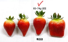 [설 선물] 특별 선별한 당도와 크기의 프리미엄 킹스베리를 선물하세요!