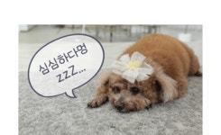 [테크위크]노즈워크놀이/짖음완화 앱 연동 펫 스마트 케어 로봇-펫반장 by 주식회사 디로펫