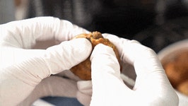 강화쑥! 영양쑥! 국민간식 K-디저트계의 원조! 호두과자가 왔두! by 농업회사법인 덕다헌 주식회사