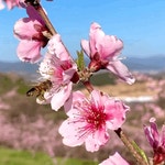 [착한 가격]가격 실화?! 너~무 맛있는 원씨네 1등급 신선+신비 복숭아
