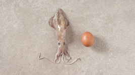 [리얼프로젝트] 현지인들도 1년에 딱 한번! 귀한 대왕꼴뚜기 통찜! by 어업회사법인 주식회사 해우리