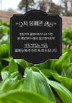 울릉도의 봄을 담아 갓 생산한 제철 명이김치 by 울릉KOSMOS | wadiz 이거 하나면 밥반찬 끝! 울릉도의 봄을 담아 갓 생산한 제철... 