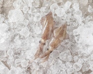 [리얼프로젝트] 현지인들도 1년에 딱 한번! 귀한 대왕꼴뚜기 통찜! by 어업회사법인 주식회사 해우리