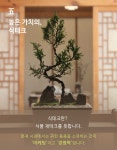작지만 품격있는 우리집 작은정원, 플랜팁의 프리미엄 미니분재