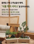 작지만 품격있는 우리집 작은정원, 플랜팁의 프리미엄 미니분재